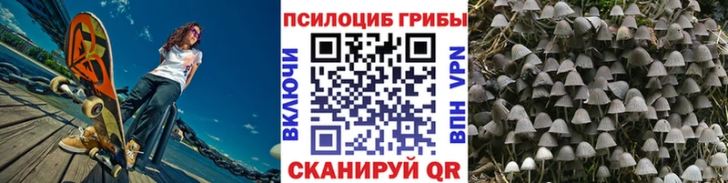 Галлюциногенные грибы Psilocybe  Новосокольники 